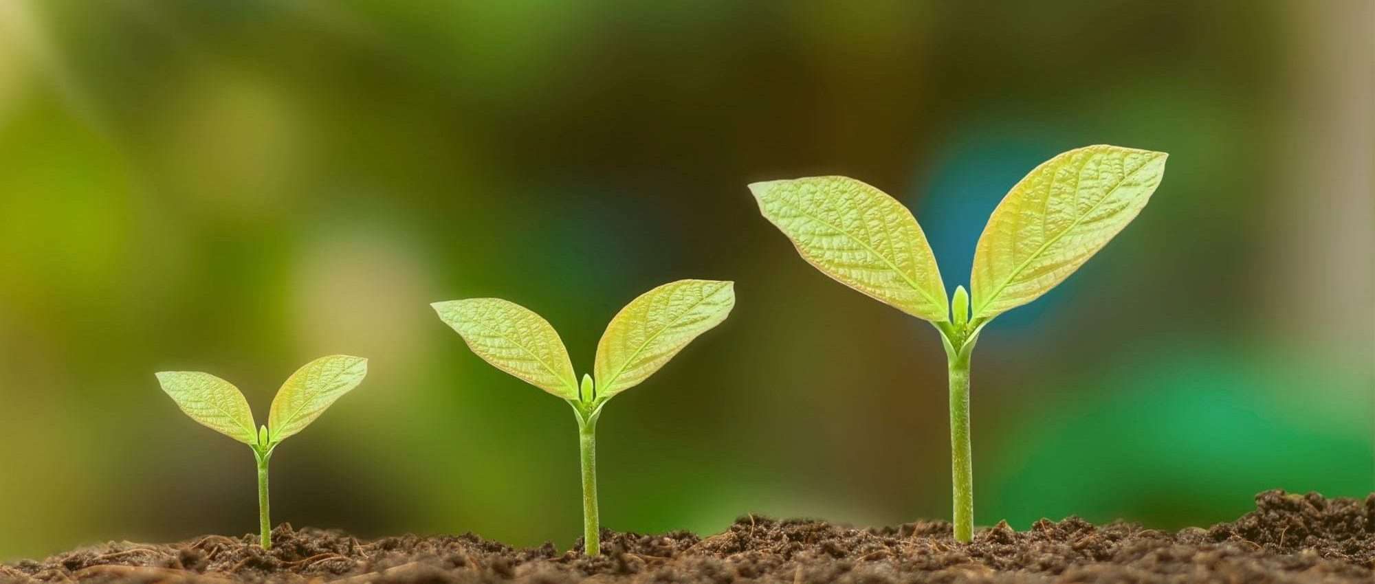 Lead Nurturing: El arte de cosechar relaciones duraderas 🌱
